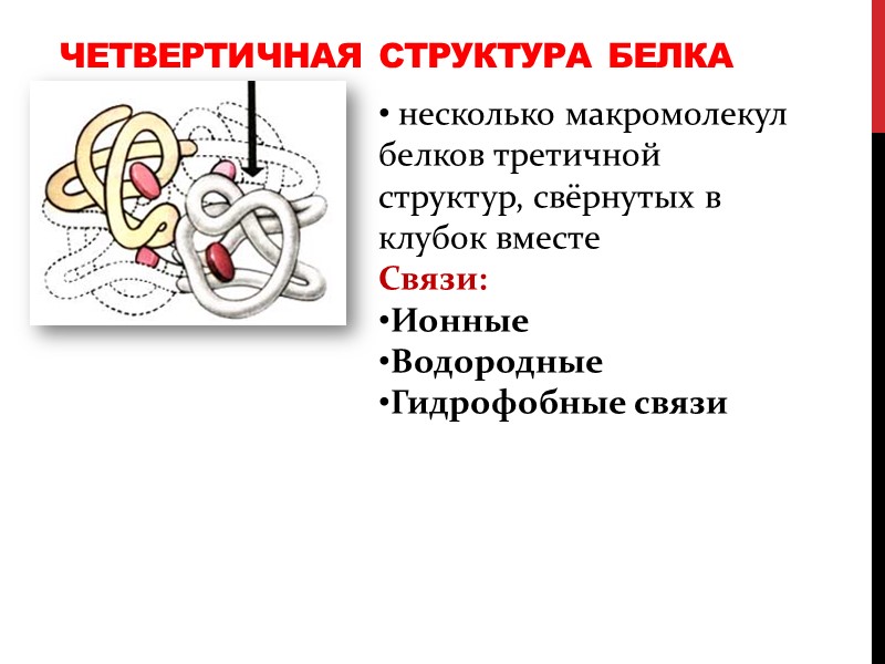 Четвертичная структура белка  несколько макромолекул белков третичной структур, свёрнутых в клубок вместе Связи: